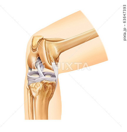 医療 解剖学 腱のイラスト素材