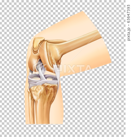 Knee anatomy 63647393