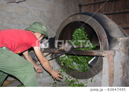 Tea Farmer In The Process Of Making Green Tea Tea Farmer In The Process Of Making Green Tea 63647495