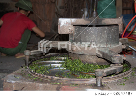 Tea Farmer In The Process Of Making Green Tea Tea Farmer In The Process Of Making Green Tea 63647497