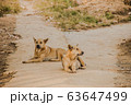 Dog Sitting On The Country Road Watching 63647499