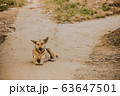 Dog Sitting On The Country Road Watching 63647501