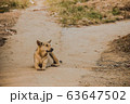 Dog Sitting On The Country Road Watching 63647502