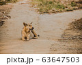 Dog Sitting On The Country Road Watching 63647503