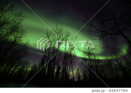 オーロラ、Aurora オーロラ、Aurora 63647764