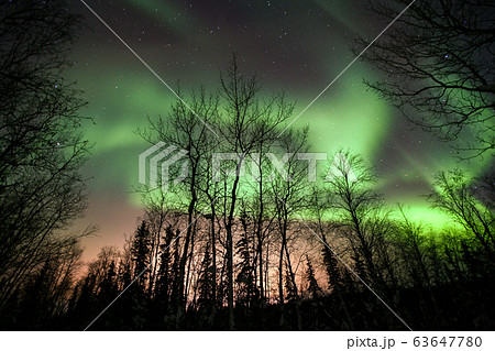 オーロラ,Aurora オーロラ,Aurora 63647780