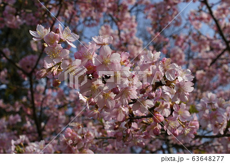 カラー　サクラ　桜　花　植物　（2020年3月登録）　最大サイズ：Ｍ 63648277