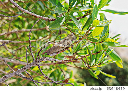 Large green locust on a branch close-up. 63648459