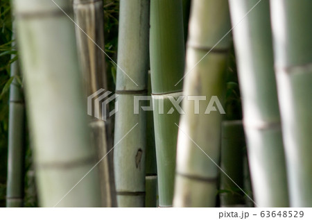 green bamboo garden pattern close up green bamboo garden pattern close up 63648529