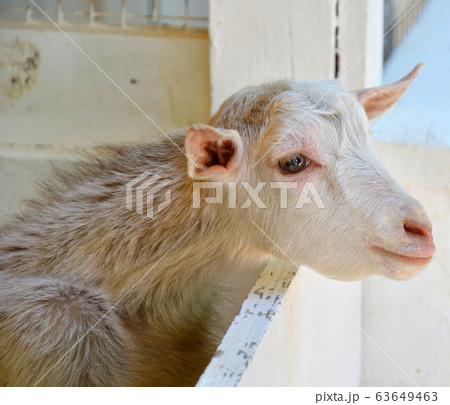 Goat on the farm 63649463
