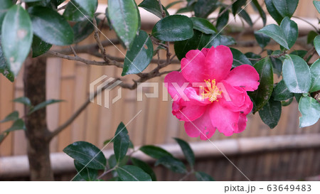 Beautiful pink camellia flower blooming, with bamboo fence in the blurred background. Beautiful pink camellia flower blooming, with bamboo fence in the blurred background. 63649483