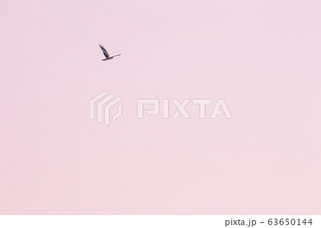 Western marsh harrier flying in the sky Western marsh harrier flying in the sky 63650144