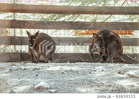 Red-necked wallaby in the zoo Red-necked wallaby in the zoo 63650155