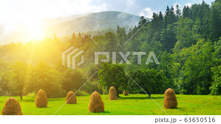 Haystacks on a green meadow. Wide photo. Haystacks on a green meadow. Wide photo. 63650516
