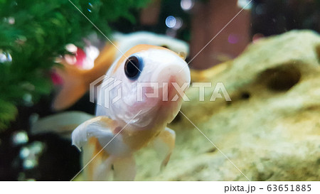 Goldfish in freshwater aquarium with green beautiful planted tropical. Goldfish in freshwater aquarium with green beautiful planted tropical. 63651885