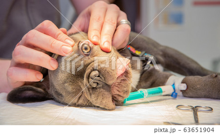 Examination of the eye of a dog in a veterinary clinic Examination of the eye of a dog in a veterinary clinic 63651904