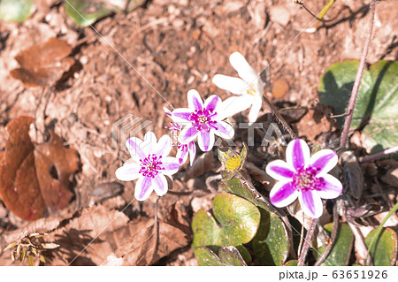 里山に咲く雪割草 里山に咲く雪割草 63651926