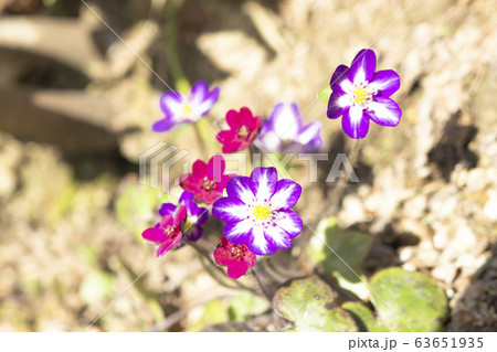 里山に咲く雪割草 里山に咲く雪割草 63651935