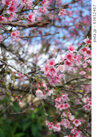 ハワイの桜　ワヒアワの沖縄寒緋桜 63652467