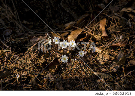 自然 風景 韓国 63652913