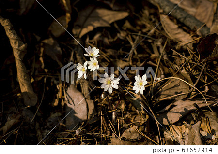 自然 風景 韓国 63652914