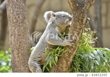 コアラ 木登りをするコアラの写真素材
