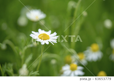 カモミール 63653779