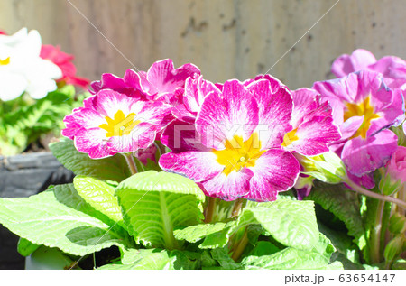紫色のプリムラの花 63654147