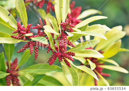 赤いヤマモモの花の写真素材