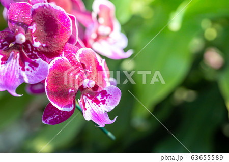 Beautiful blooming orchids in forest Beautiful blooming orchids in forest 63655589
