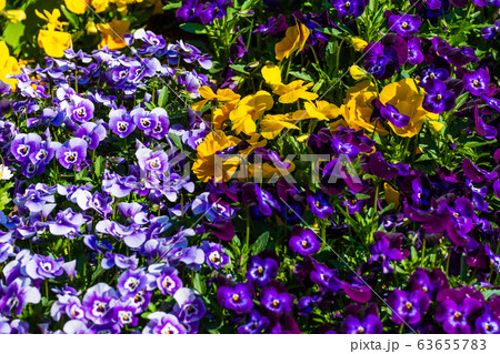 春の花 パンジー 春の花 パンジー 63655783