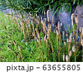 道端に生えるつくし 63655805