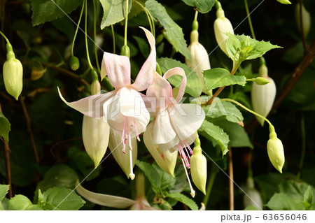 女王様の耳飾り 63656046