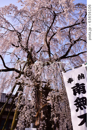 寺社のサクラ 寺社のサクラ 63656106