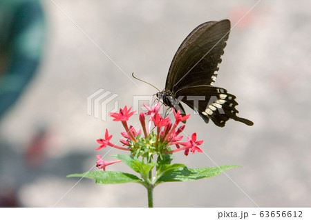 Great Mormon , the large dark black butterfly in Great Mormon , the large dark black butterfly in 63656612