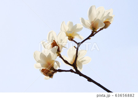 マグノリア 花 ベクモクリョン 63656882
