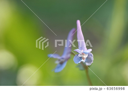 ヤマエンゴサク（山延胡索） 63656998