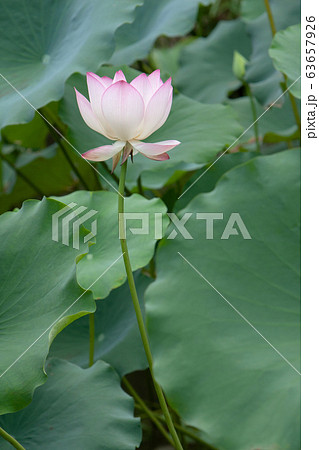 6 July 2008 Lotus. Garden, asia. beautiful lotus 6 July 2008 Lotus. Garden, asia. beautiful lotus 63657926