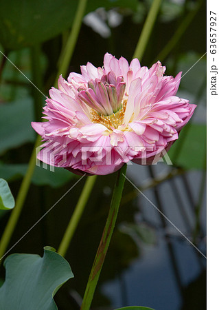 6 July 2008 Lotus. Garden, asia. beautiful lotus 6 July 2008 Lotus. Garden, asia. beautiful lotus 63657927