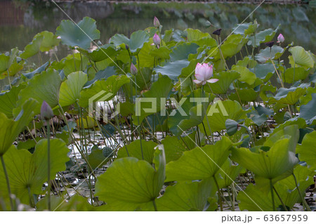 6 July 2008  Lotus. Garden, asia. beautiful lotus 63657959