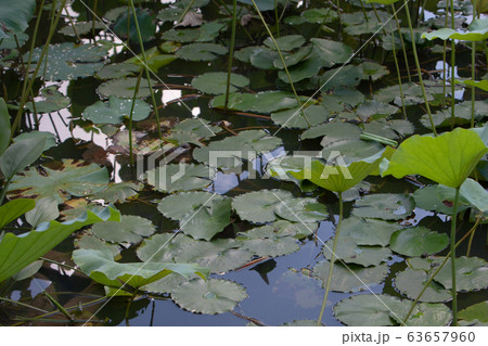 6 July 2008 Lotus. Garden, asia. beautiful lotus 6 July 2008 Lotus. Garden, asia. beautiful lotus 63657960