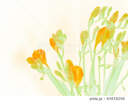フリージア 春 花 フリージア 春 花 63658206
