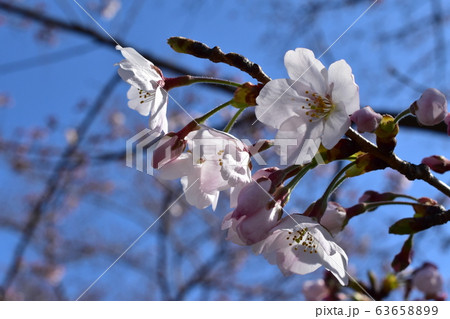 広島黄金山の桜 広島黄金山の桜 63658899