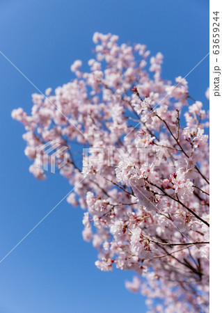 コヒガンサクラ　満開 63659244