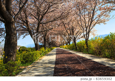 桜 マック生態公園 生態公園 63659302