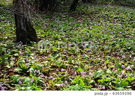 3月　城山町44ｶﾀｸﾘの群落自生地･城山かたくりの里 63659396