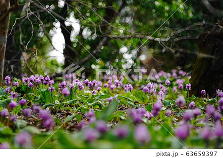 3月　城山町45ｶﾀｸﾘの群落自生地･城山かたくりの里 63659397