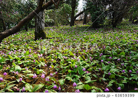 3月　城山町43ｶﾀｸﾘの群落自生地･城山かたくりの里 63659399