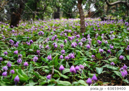 3月　城山町41ｶﾀｸﾘの群落自生地･城山かたくりの里 63659400