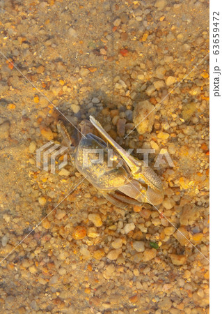 21 June 2008 the coast at Ha Pak Nai, Yuen Long 63659472